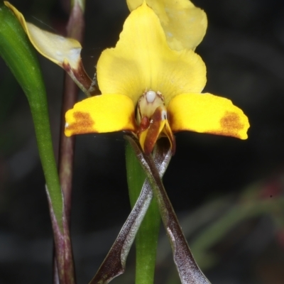 Diuris nigromontana (Black Mountain Leopard Orchid) at Bruce, ACT - 26 Oct 2021 by jb2602
