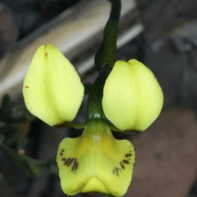 Diuris sulphurea (Tiger Orchid) at Bruce, ACT - 26 Oct 2021 by jb2602