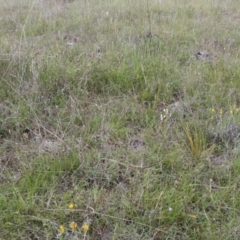 Diuris dendrobioides (Late Mauve Doubletail) at Melrose - 6 Nov 2021 by jamesjonklaas