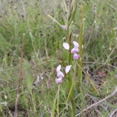 Diuris dendrobioides at suppressed - 6 Nov 2021