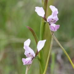 Diuris dendrobioides at suppressed - 6 Nov 2021