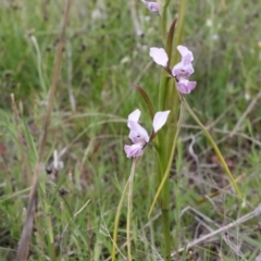 Diuris dendrobioides at suppressed - 6 Nov 2021