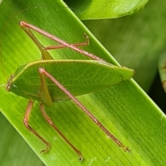 Caedicia simplex (Common Garden Katydid) at Isaacs, ACT - 6 Nov 2021 by galah681