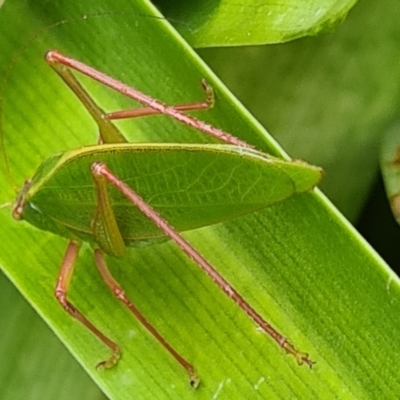 Caedicia simplex (Common Garden Katydid) at Isaacs, ACT - 5 Nov 2021 by galah681