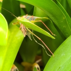 Caedicia simplex at Isaacs, ACT - 6 Nov 2021 10:48 AM