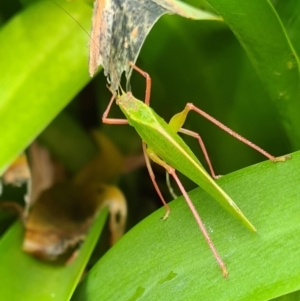 Caedicia simplex at Isaacs, ACT - 6 Nov 2021 10:48 AM