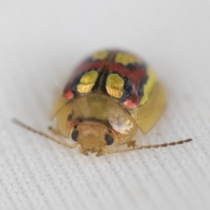 Paropsisterna gloriosa at Hawker, ACT - 6 Nov 2021