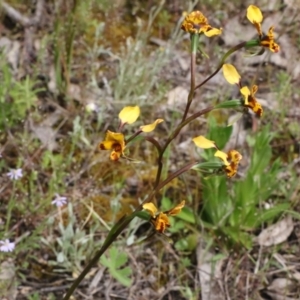 Diuris semilunulata at Royalla, NSW - 6 Nov 2021