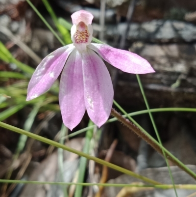 Caladenia carnea (Pink Fingers) at Mount Jerrabomberra QP - 6 Nov 2021 by Lou