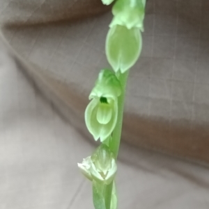 Hymenochilus muticus at Jerrabomberra, NSW - suppressed