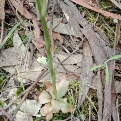 Hymenochilus muticus at Jerrabomberra, NSW - suppressed