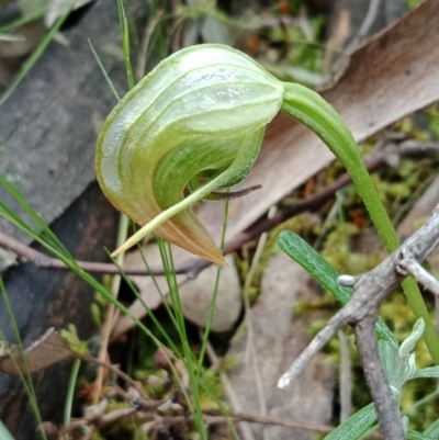 Pterostylis nutans (Nodding Greenhood) at Mount Jerrabomberra QP - 6 Nov 2021 by Lou