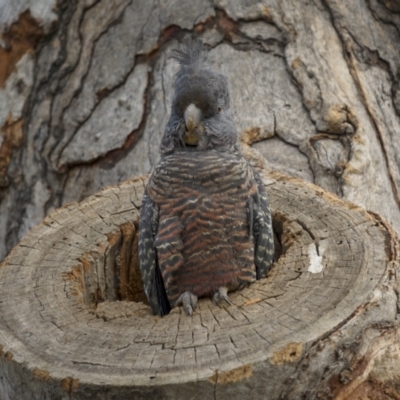 Callocephalon fimbriatum (Gang-gang Cockatoo) at Ainslie, ACT - 6 Nov 2021 by trevsci