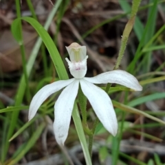 Caladenia moschata (Musky Caps) at Mount Jerrabomberra QP - 6 Nov 2021 by Lou