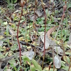 Chiloglottis trapeziformis at Jerrabomberra, NSW - 6 Nov 2021