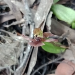 Chiloglottis trapeziformis at Jerrabomberra, NSW - 6 Nov 2021