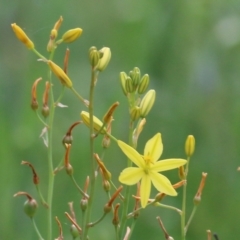 Bulbine bulbosa (Golden Lily) at West Wodonga, VIC - 5 Nov 2021 by KylieWaldon