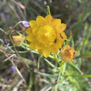 Xerochrysum viscosum at Bruce, ACT - 6 Nov 2021 05:23 PM