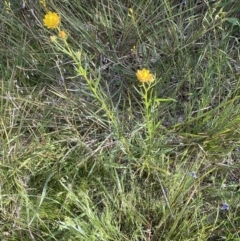 Xerochrysum viscosum at Bruce, ACT - 6 Nov 2021 05:23 PM