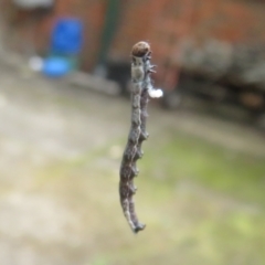 Lepidoptera unclassified IMMATURE (caterpillar or pupa or cocoon) at Flynn, ACT - 6 Nov 2021 by Christine