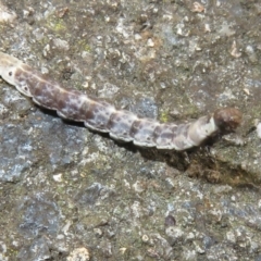 Lepidoptera unclassified IMMATURE moth at Flynn, ACT - 6 Nov 2021