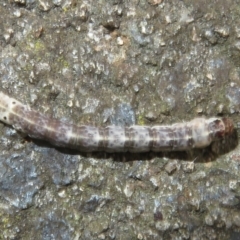 Lepidoptera unclassified IMMATURE moth at Flynn, ACT - 6 Nov 2021