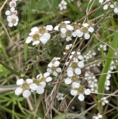 Gaudium multicaule (Teatree) at Flea Bog Flat, Bruce - 6 Nov 2021 by JVR