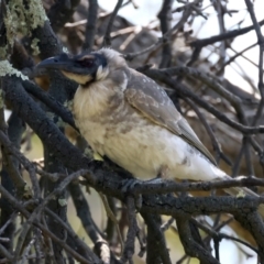 Philemon corniculatus (Noisy Friarbird) at Hackett, ACT - 26 Oct 2021 by jb2602