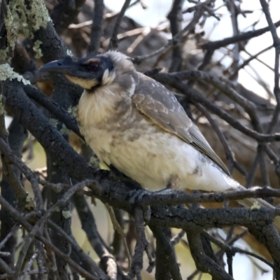Philemon corniculatus (Noisy Friarbird) at Hackett, ACT - 26 Oct 2021 by jb2602