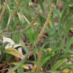 Plantago varia (Native Plaintain) at West Wodonga, VIC - 5 Nov 2021 by KylieWaldon