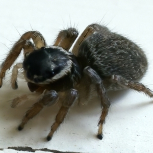 Maratus griseus at Ainslie, ACT - 25 Oct 2021