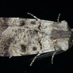 Agrotis porphyricollis (Variable Cutworm) at Ainslie, ACT - 25 Oct 2021 by jb2602