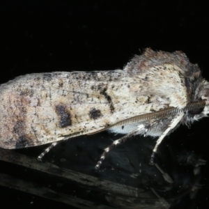 Agrotis porphyricollis at Ainslie, ACT - 25 Oct 2021