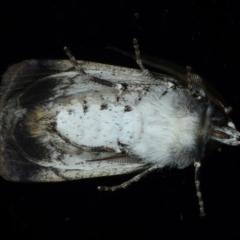 Agrotis porphyricollis at Ainslie, ACT - 25 Oct 2021 11:05 PM