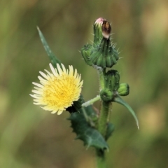 Sonchus oleraceus (Annual Sowthistle) at West Wodonga, VIC - 5 Nov 2021 by KylieWaldon