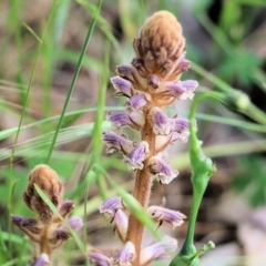 Orobanche minor (Broomrape) at West Wodonga, VIC - 5 Nov 2021 by KylieWaldon