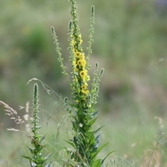 Verbascum virgatum (Green Mullein) at West Wodonga, VIC - 5 Nov 2021 by KylieWaldon