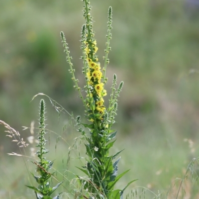 Verbascum virgatum (Green Mullein) at West Wodonga, VIC - 5 Nov 2021 by KylieWaldon