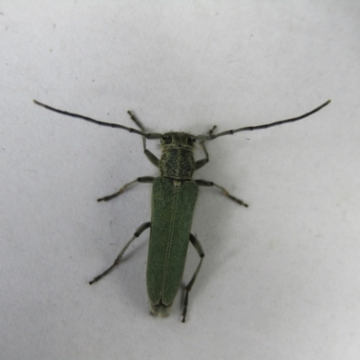 Phytoecia coerulescens (Paterson's curse stem beetle) at McKellar, ACT - 6 Nov 2021 by Birdy