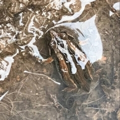 Crinia sp. (genus) at Deakin, ACT - 6 Nov 2021 06:30 PM