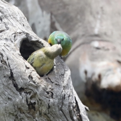 Psephotus haematonotus (Red-rumped Parrot) at Pialligo, ACT - 1 Nov 2021 by AlisonMilton