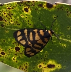 Asura lydia (Lydia Lichen Moth) at Jerrabomberra, NSW - 6 Nov 2021 by SteveBorkowskis