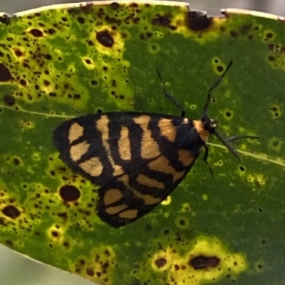 Asura lydia (Lydia Lichen Moth) at Jerrabomberra, NSW - 6 Nov 2021 by SteveBorkowskis