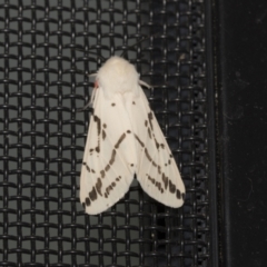 Ardices canescens (Dark-spotted Tiger Moth) at Higgins, ACT - 2 Nov 2021 by AlisonMilton