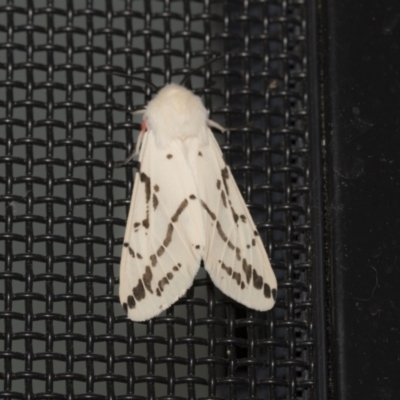 Ardices canescens (Dark-spotted Tiger Moth) at Higgins, ACT - 1 Nov 2021 by AlisonMilton