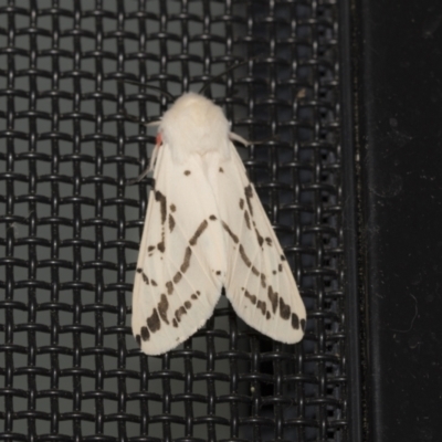 Ardices canescens (Dark-spotted Tiger Moth) at Higgins, ACT - 2 Nov 2021 by AlisonMilton