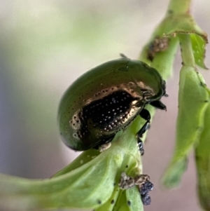 Chrysolina quadrigemina at Jerrabomberra, NSW - 6 Nov 2021