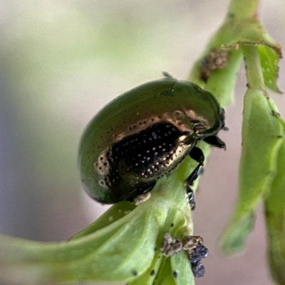 Chrysolina quadrigemina (Greater St Johns Wort beetle) at Jerrabomberra, NSW - 6 Nov 2021 by Steve_Bok