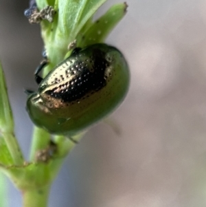 Chrysolina quadrigemina at Jerrabomberra, NSW - 6 Nov 2021