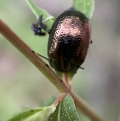 Chrysolina quadrigemina at Jerrabomberra, NSW - 6 Nov 2021